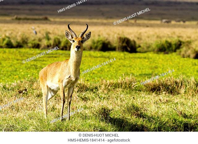 Kenya, Masai-Mara game reserve, reedbuck (Redunca redunca), male in Musiara marsh