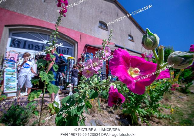 11 July 2019, Mecklenburg-Western Pomerania, Kloster: Stock roses bloom in front of the souvenir shop ""Klosterhof"" on the Baltic island of Hiddensee