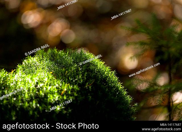 the green starlets of the widertonmoos (polytrichum) glow in the sunlight, in the forest at totengrund, nature reserve near bispingen