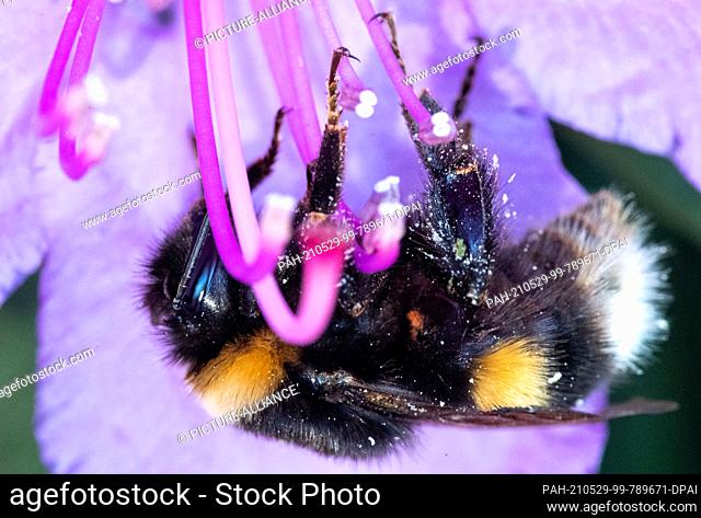 29 May 2021, North Rhine-Westphalia, Bad Oeynhausen: A bumblebee hangs upside down from the stamens of a rhododendron flower. Photo: Lino Mirgeler/dpa