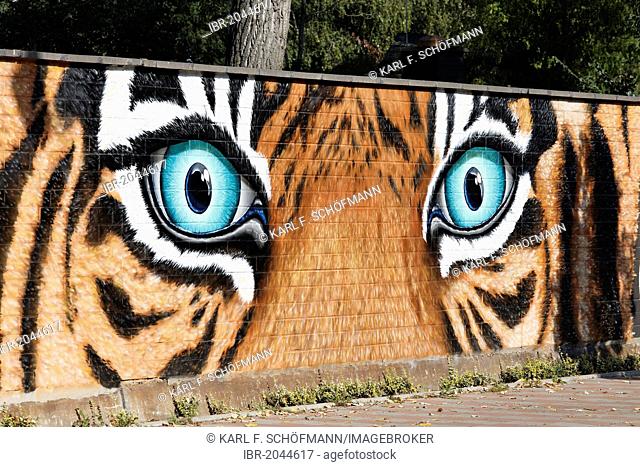 Threatening tiger eyes, graffiti on the wall of the Cologne Zoo, Cologne, North Rhine-Westphalia, Germany, Europe