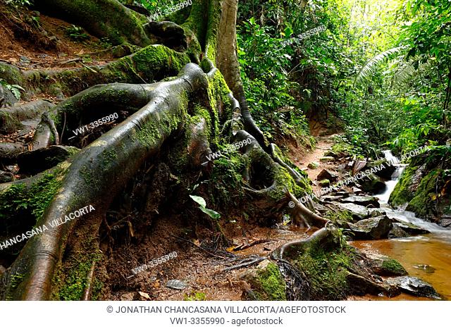 Tree roots inside the deep jungle. Chanchamayo - Peru