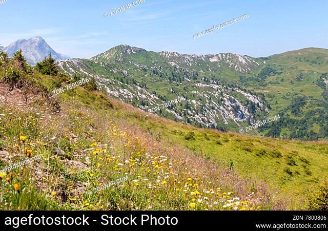 Typical view of the Swiss alps, flowers and mountains