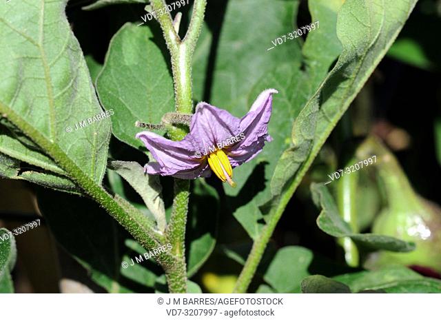 Eggplant or aubergine (Solanum melongena) is an annual herb native to southeastern Asia. Its fruits (berries) are edible. Flower detail