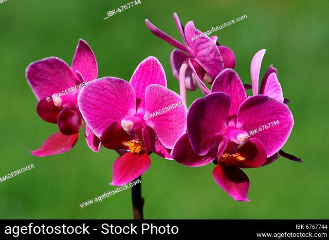 Flowering Orchid, Phalaenopsis Mini