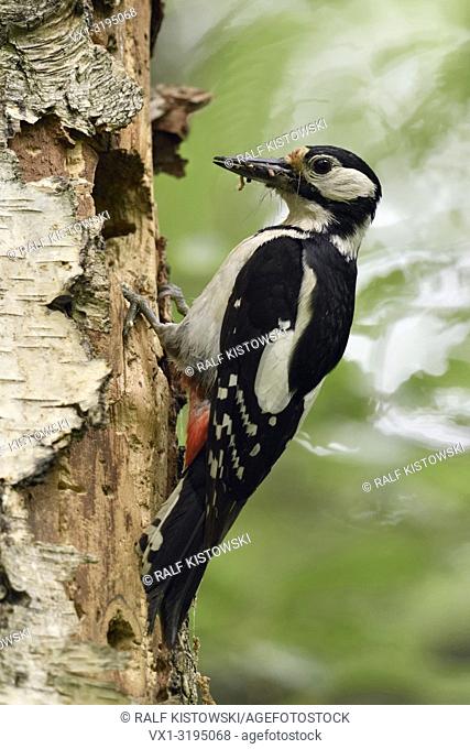 Great Spotted Woodpecker (Dendrocopos major) perched at its nest hole, beak full of prey, insects, wildlife, Europe