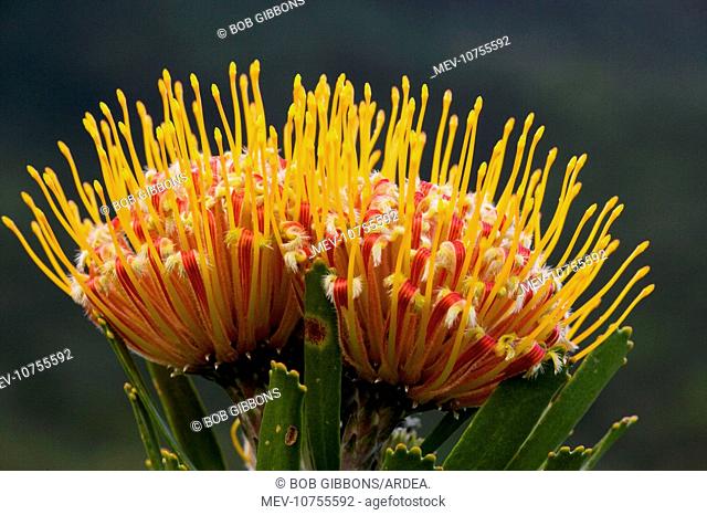 Oudtshoorn Pincushion (Leucospermum erubescens)