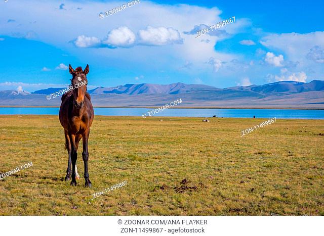 Young horse standing in scenic landscape around Song Kul lake, Kyrgyzstan