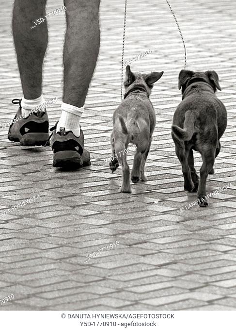 man walking out two small dogs on a leash