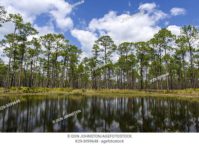 Long leaf pine reflected in a small pond, Ochlockonee River State Park, Florida, USA
