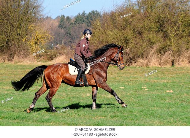 Oldenburg Horse, gelding, hacking, hack, riding out, helmet, German Riding Horse
