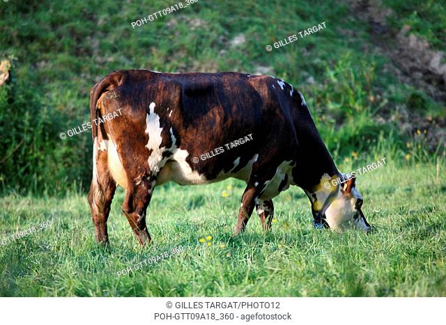 tourism, France, lower normandy, calvados, pays d'auge, around cambremer, norman cows, meadow, breeding, agriculture, bovine breeding Photo Gilles Targat