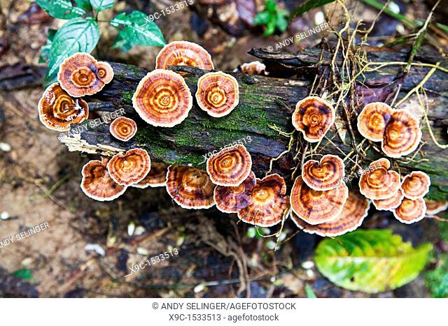 Mushrooms Coltricia perennis in Taman Negara N P Malaysia