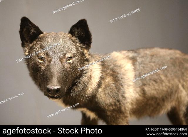 16 January 2020, Thuringia, Erfurt: The wolf hybrid from Ohrdruf is in the natural history museum. (to dpa ""Pk of BUND and Nabu Thuringia on summary...