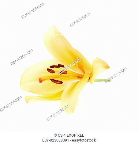 Yellow royal trinity lily lilium isolated