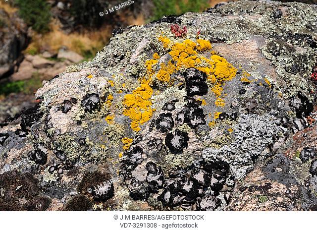 Lichen community dominated by Umbilicaria pustulata or Lasallia pustulata a foliose lichen accompanied by Ramalina (fruticulose) and Candelariella (crustose and...