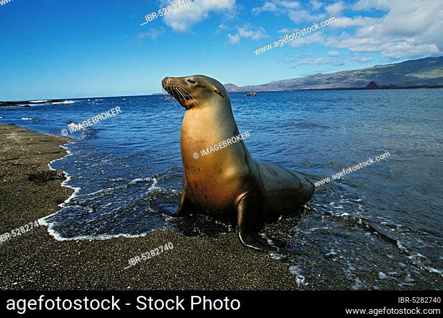 Galápagos fur seal (arctocephalus galapagoensis) COMING OUT OF THE WATER