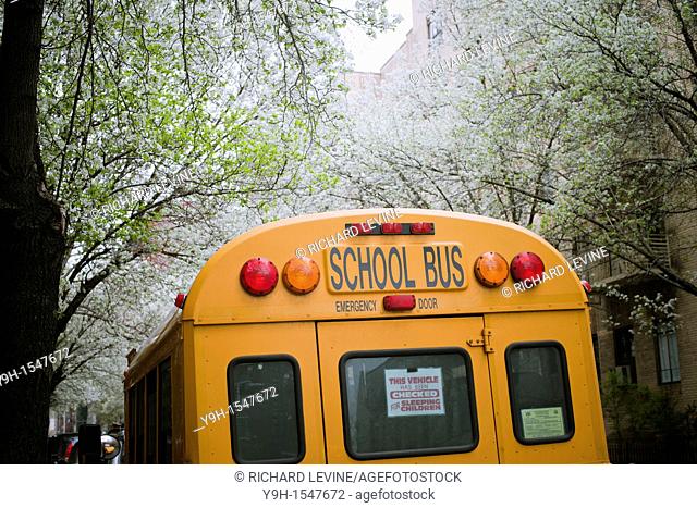 School bus checked for sleeping children parked in the New York neighborhood of Chelsea amongst blooming callery pear trees