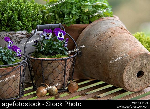 Pots with horned violets (Viola cornuta) and herbs stand on a table