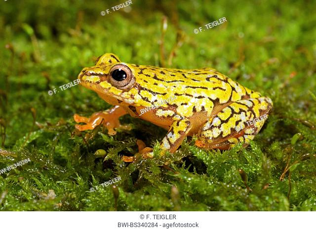 Reed Frog (Hyperolius spec. ), on moss