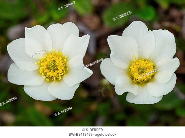 Mountain avens (Dryas octopetala), blooming, Austria, Tyrol, Hahntennjoch