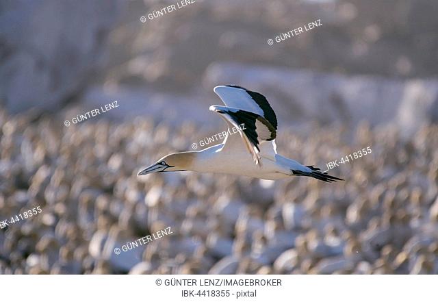 Cape gannet (Morus capensis) in flight by colony on Bird Island in Lambert's Bay, Western Cape, South Africa