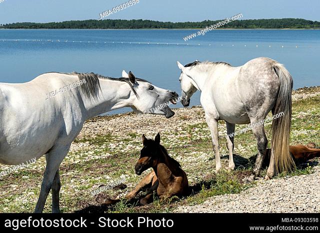 Estonia, Baltic Sea island Hiiumaa, Kassari peninsula, semi-wild horses