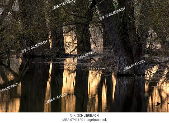 Germany, Brandenburg, Uckermark, Criewen, Lower Oder Valley National Park, old willow trees in the riparian forests near Criewen, evening mood