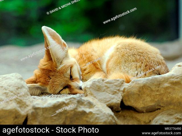 Sleeping Fennec Fox (Vulpes zerda)
