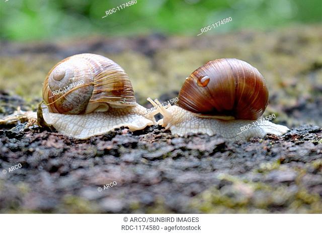edible snails