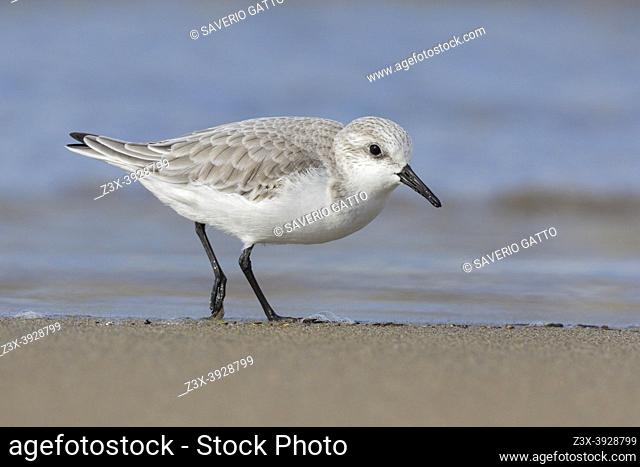 Sanderling (Calidris alba), side view of an adult in winter plumage standing on the sand, Campania, Italy