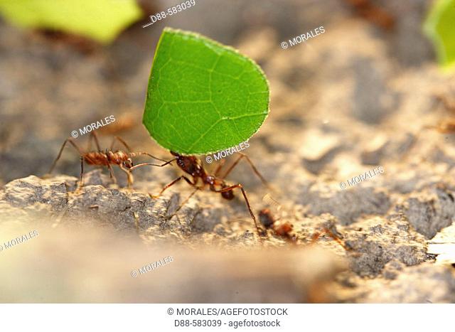 Leaf-Cutting Ant (Atta sp). Sandoval Lake. Peru