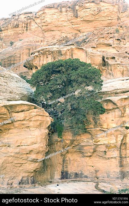Phoenicean juniper (Juniperus phoenicea) is a coniferous evergreen small tree native to Mediterranean region. This photo was taken in Petra, Jordan