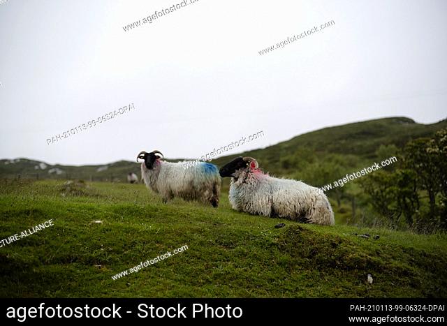 29 May 2019, Ireland, Clifden: Suffolk sheep graze near the Irish coastal town of Clifden along the Wild Atlantic Way. A famous route that many tourists follow...