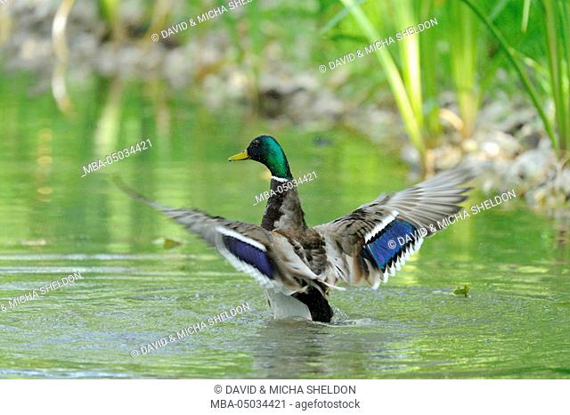Mallard, Anas platyrhynchos, male duck, water, side view, shaking