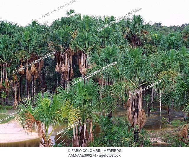 Buriti Palms (Mauritia flexuosa) Amazonas, Brazil