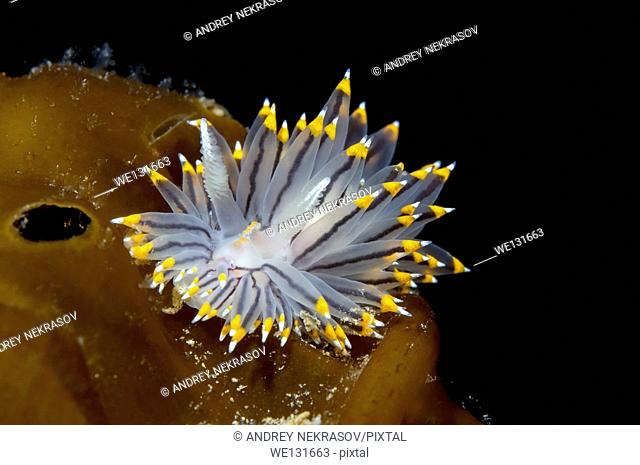 Nudibranch or Sea Slug (Janolus fuscus ) Sea of Japan, Rudnaya Pristan, Far East, Primorsky Krai, Russia