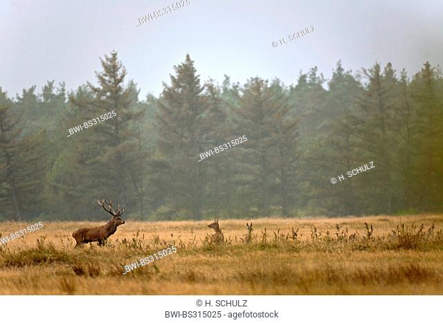 red deer (Cervus elaphus), stag following a hind over a meadow at a forest edge at rutting season, Denmark, Jylland