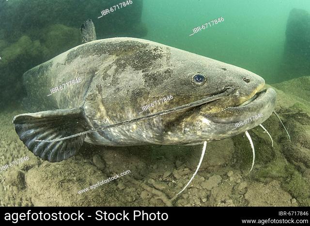 Wels catfish (Silurus glanis), in the Lez river, Montpellier, France, Europe