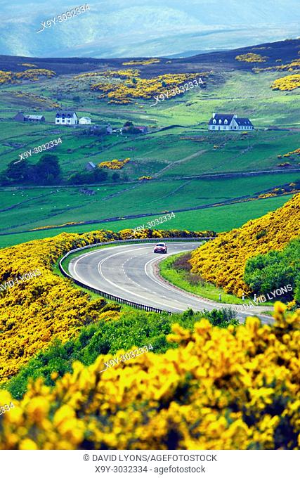 A9 main trunk road climbs 2 miles north of Helmsdale, Sutherland on Scotlands N. E. coast. Looking south over early summer yellow gorse and farmland