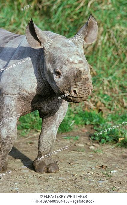 Black Rhinoceros Diceros bicornis 2 week old calf at Port Lympne Zoo Park, U K