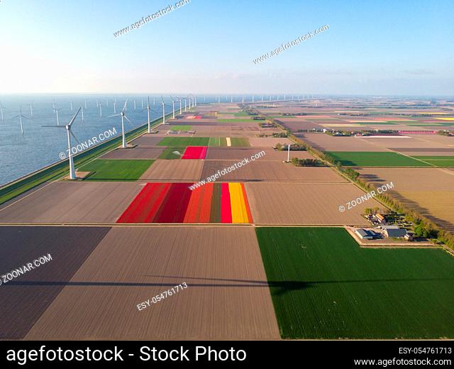 Drone flying over windmill farm with colorful tulip fields in the Noordoostpolder netherlands, Green energy windmill turbine at sea and land Flevoland