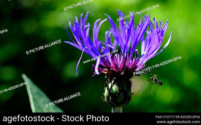 02 June 2021, Lower Saxony, Brunswick: A club-horned bee (Ceratina cyanea) buzzes around the flower of a meadow and mountain knapweed (Centaurea) in sunlight in...