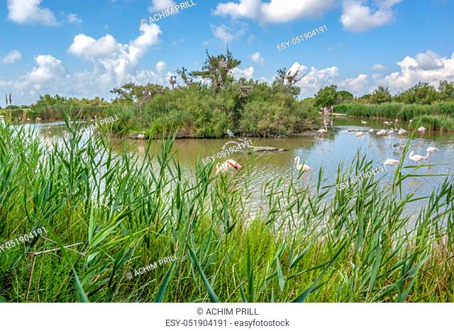 riparian scenery including some flamingos around the Regional Nature Park of the Camargue in Southern France