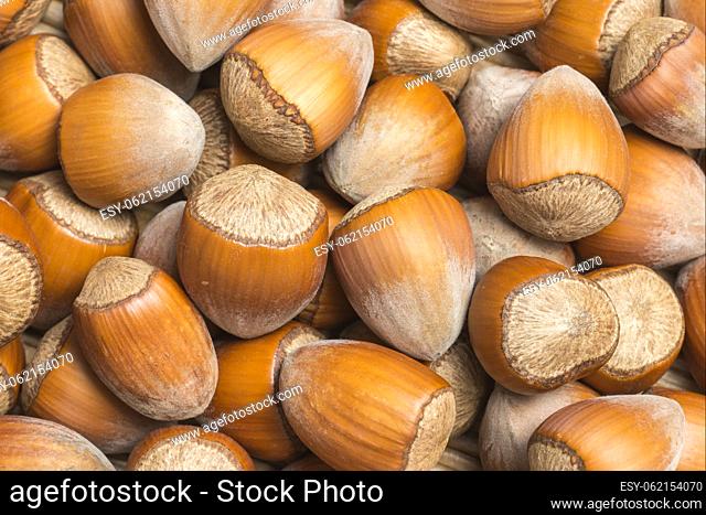 Heap of raw hazelnut in the shell as background