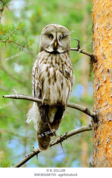 great grey owl (Strix nebulosa), female on its lookout, Finland