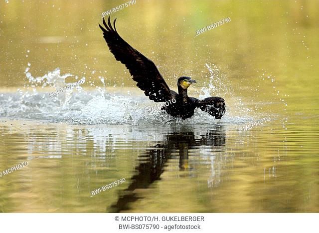 great cormorant (Phalacrocorax carbo), flying up