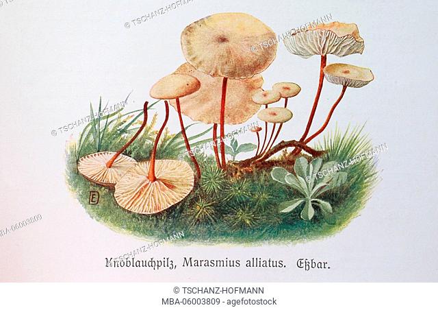 Fungus, Marasmius alliatus or garlic parachute, Mycetinis scorodonius, syn. Marasmius scorodonius, digital reproduction of an illustration by Emil Doerstling...