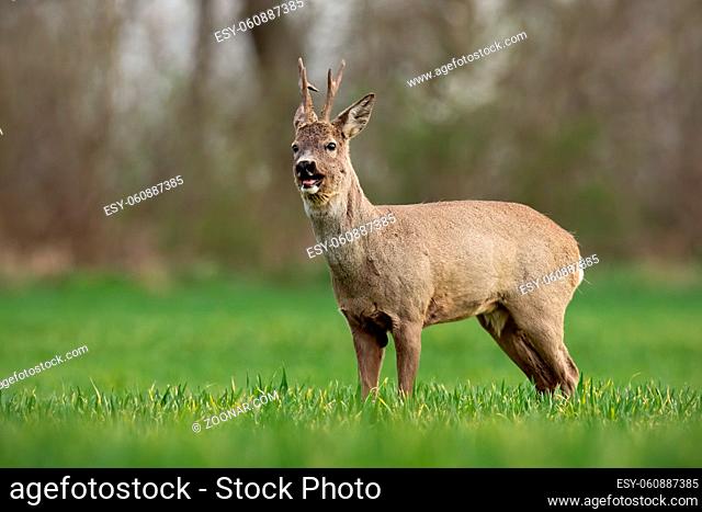 Barking roe deer, capreolus capreolus, buck on a spring sunny day. Morning wildlife scenery from nature. Alerted wild deer with blurred background