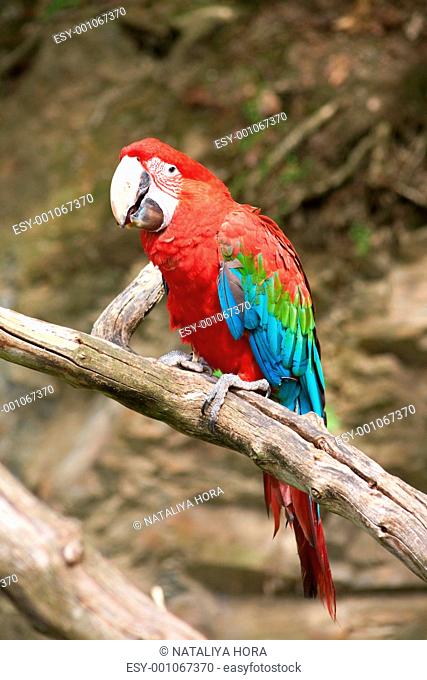 macaw on the branch